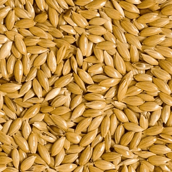 Canary Seed