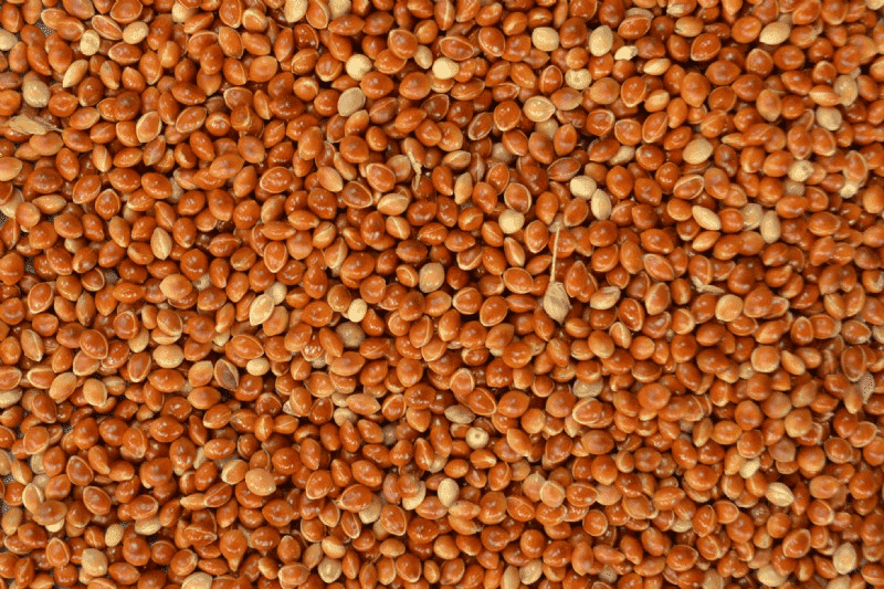 Red Millet