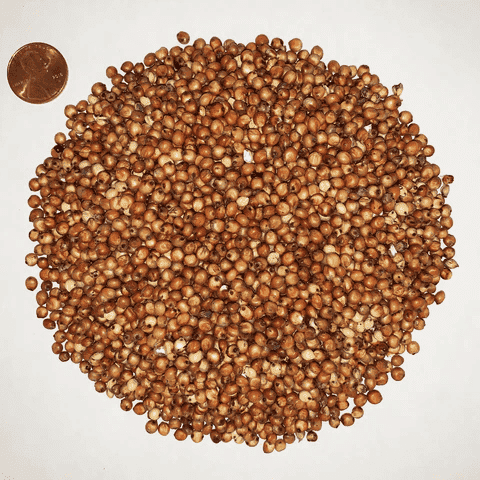 Red Milo Corn