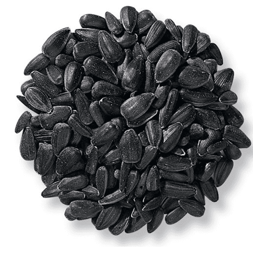 Sunflower Black Seed