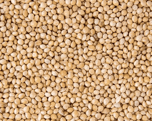 White Millet